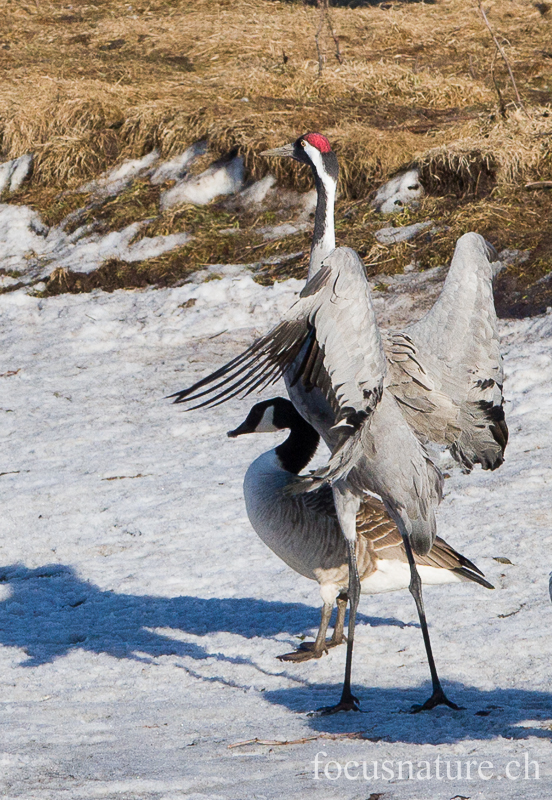 Grue 8800.jpg - Grue cendrée, Grus Grus, Common Crane - Parade au Hornborgasjon (Suède) Avril 2013